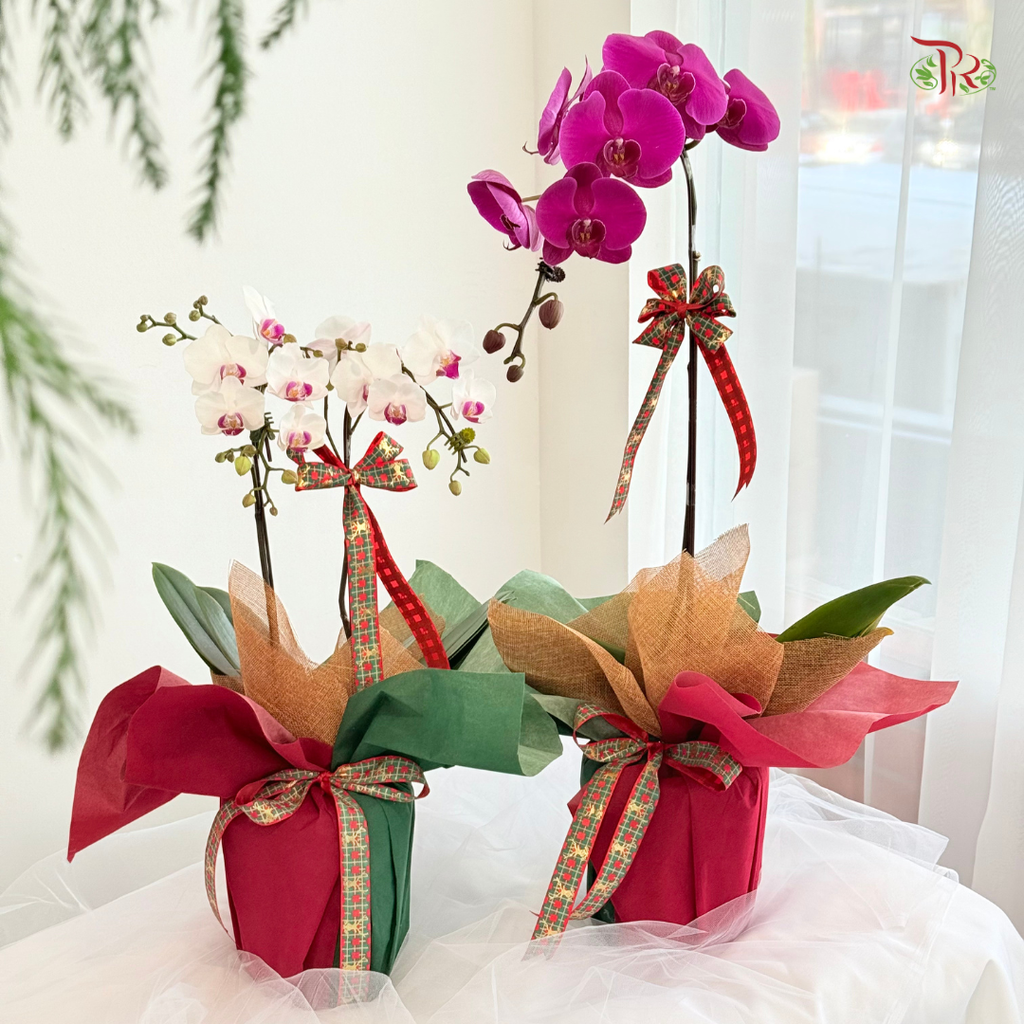 【XMAS 2025】Festive Harmony 圣诞和韵