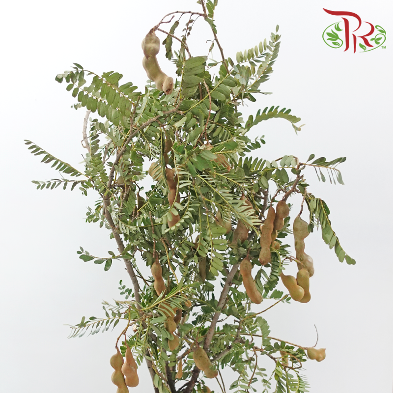Tamarindus Indica (Per Bunch)