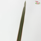 Sisal Hemp《剑麻叶》