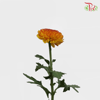 Chrysanthemum Ping Pong - Orange Tone (12 Stems) - Pudu Ria Florist