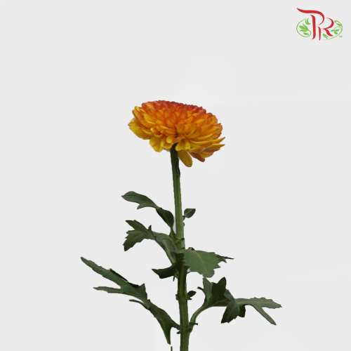 Chrysanthemum Ping Pong - Orange Tone (12 Stems) - Pudu Ria Florist