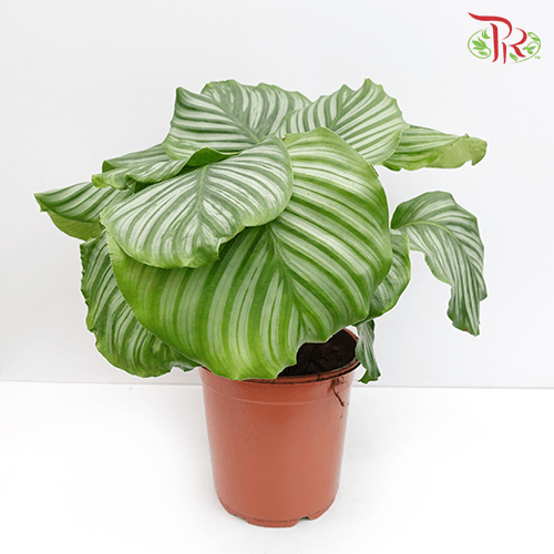 Calathea Orbifolia《青苹果竹芋》60cm - Pudu Ria Florist