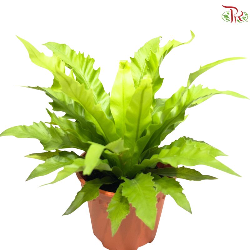 Asplenium Venus P12CM  HW《鸟巢蕨》