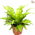 Asplenium Venus P12CM  HW《鸟巢蕨》
