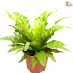 Asplenium Venus P12CM  HW《鸟巢蕨》