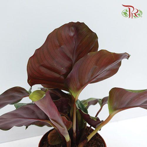 Calathea Fasciata《博露西亚竹芋》 - Pudu Ria Florist