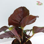 Calathea Fasciata《博露西亚竹芋》 - Pudu Ria Florist