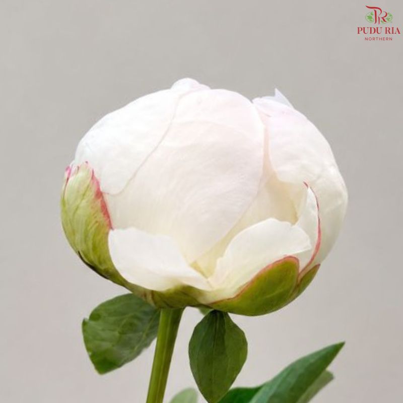 Peony 《牡丹》- Small / Medium Head