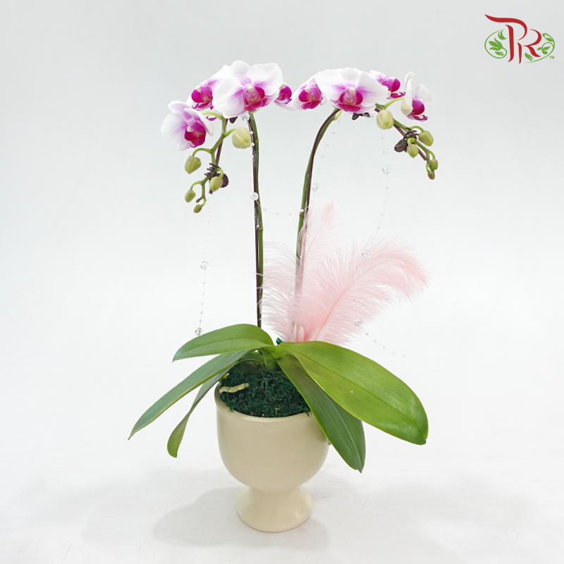 Hearts in Bloom (Random Choose Orchid Color & Deco)