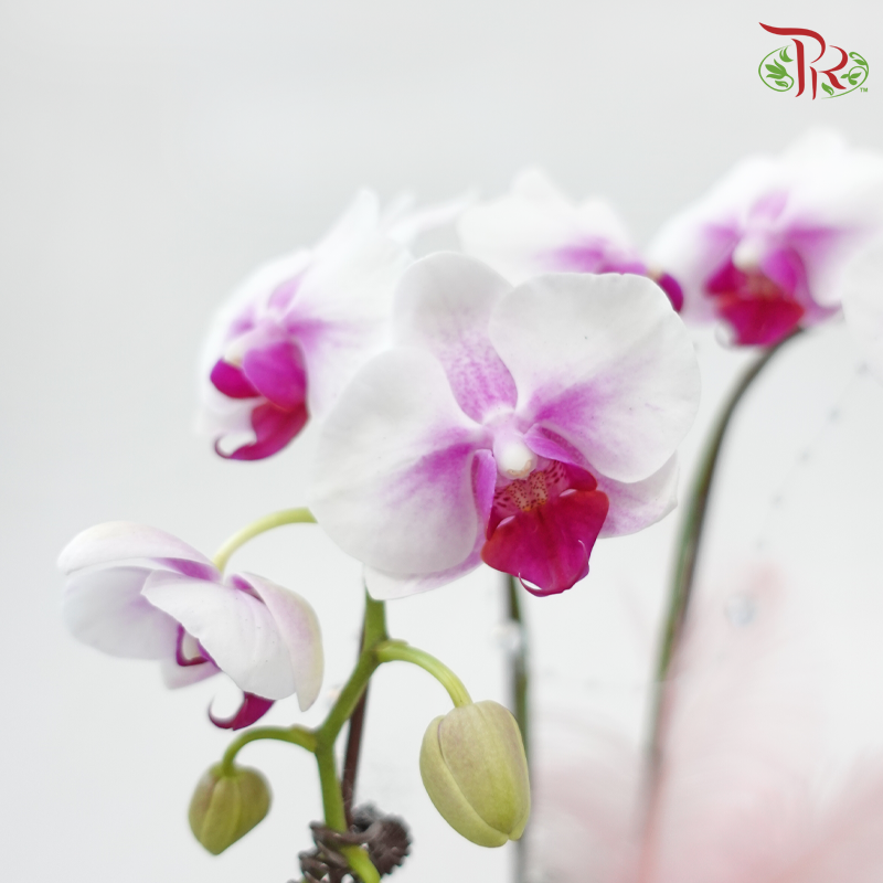 Hearts in Bloom (Random Choose Orchid Color & Deco)