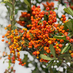 Osmanthus Fragrans