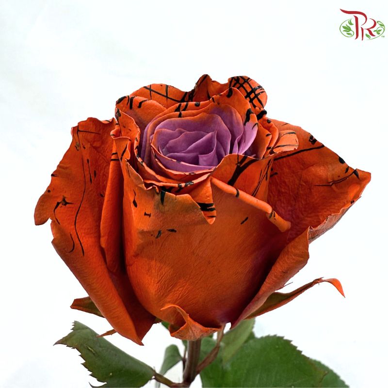 STAR Rose Dyed