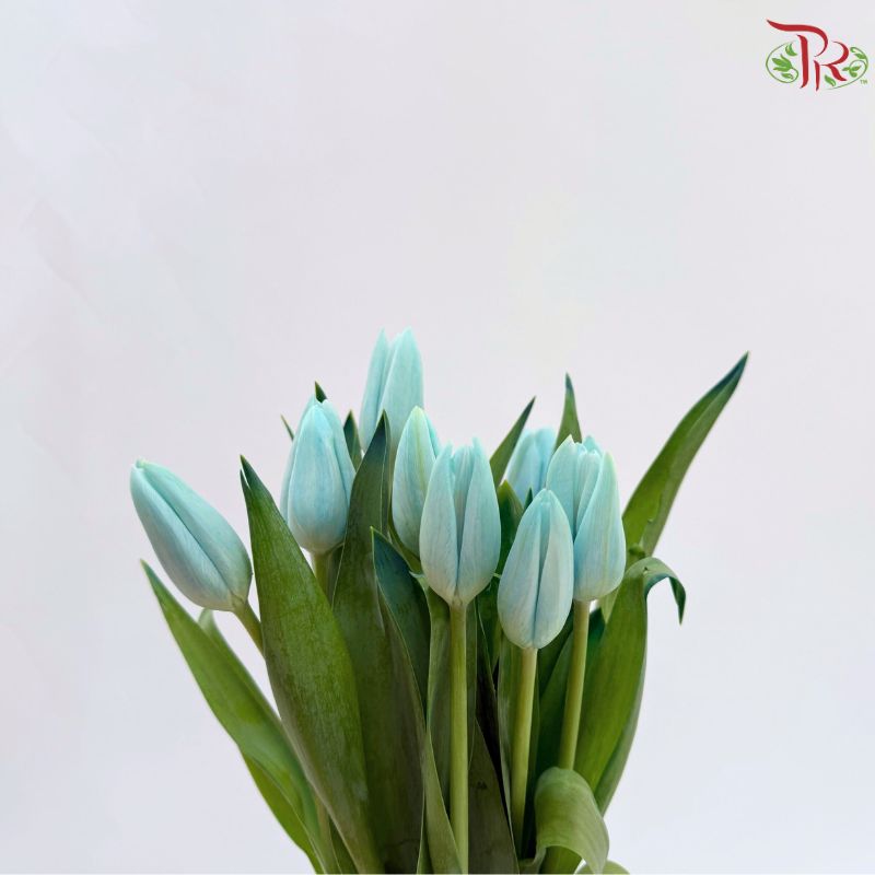Tulip