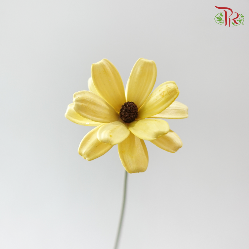 Dried Sunflower Seed Flower