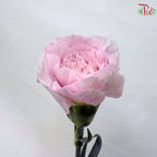 Carnation《康乃馨》