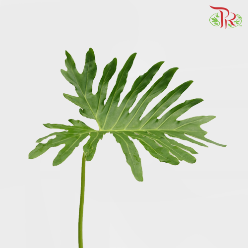 Papaya Leaf - S (10 Stems) - Pudu Ria Florist