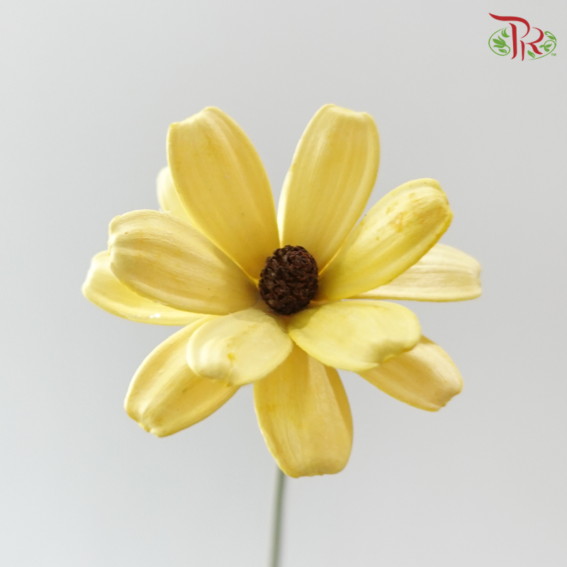Dried Sunflower Seed Flower