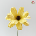 Dried Sunflower Seed Flower