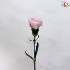 Carnation《康乃馨》