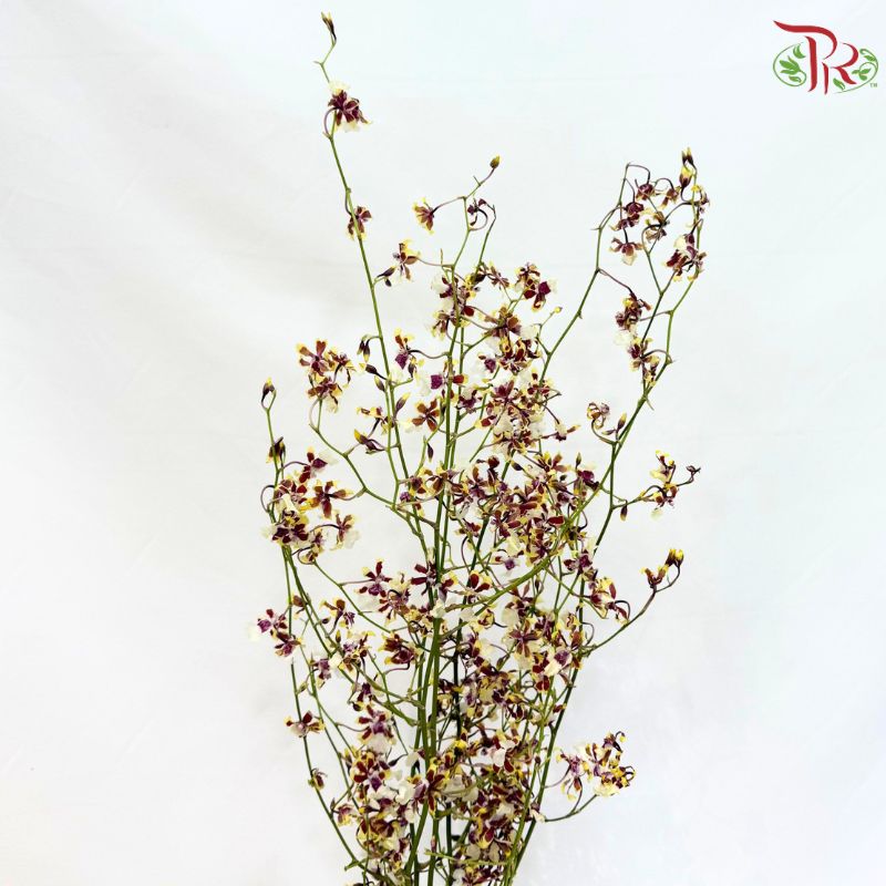 Orchid Oncidium Dancing Lady