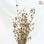 Orchid Oncidium Dancing Lady