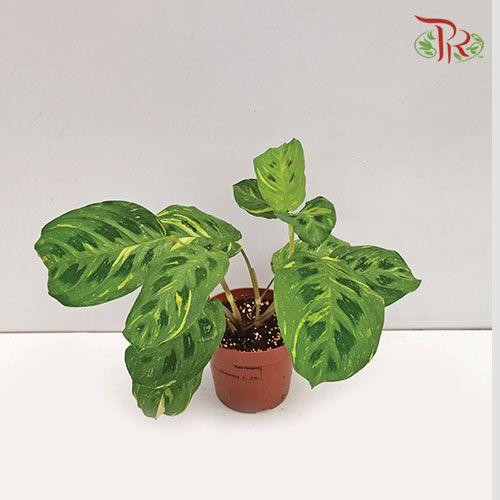Maranta Kerchoveana Variegata  《洒金豹纹竹芋》 - Pudu Ria Florist