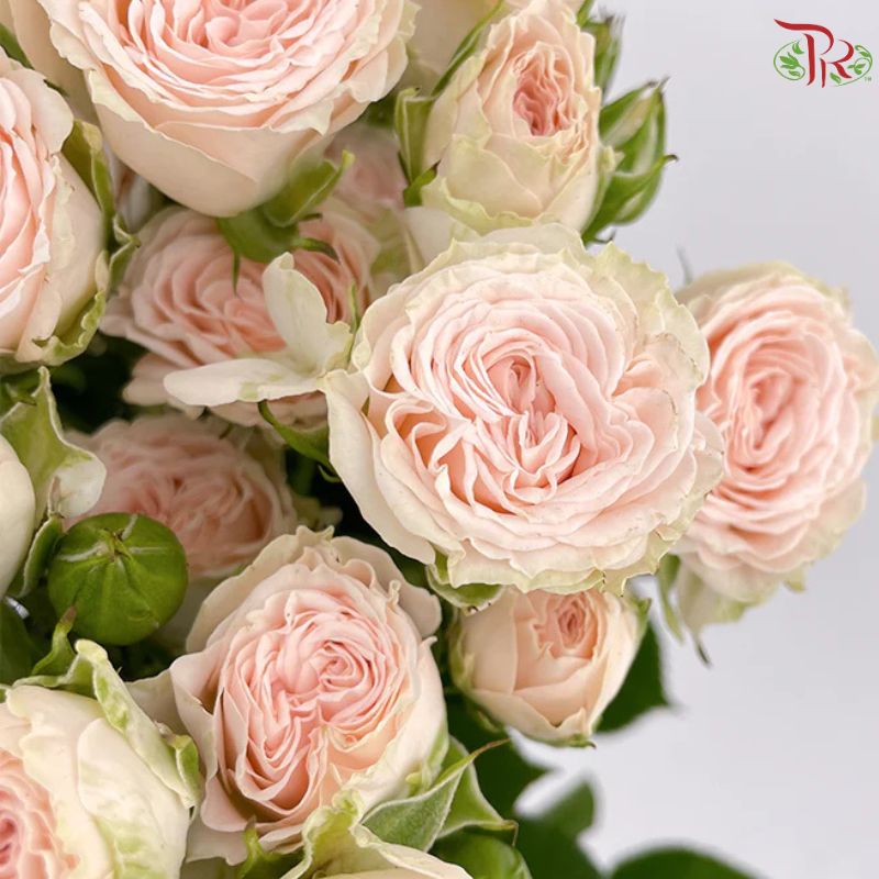 Rose Spray