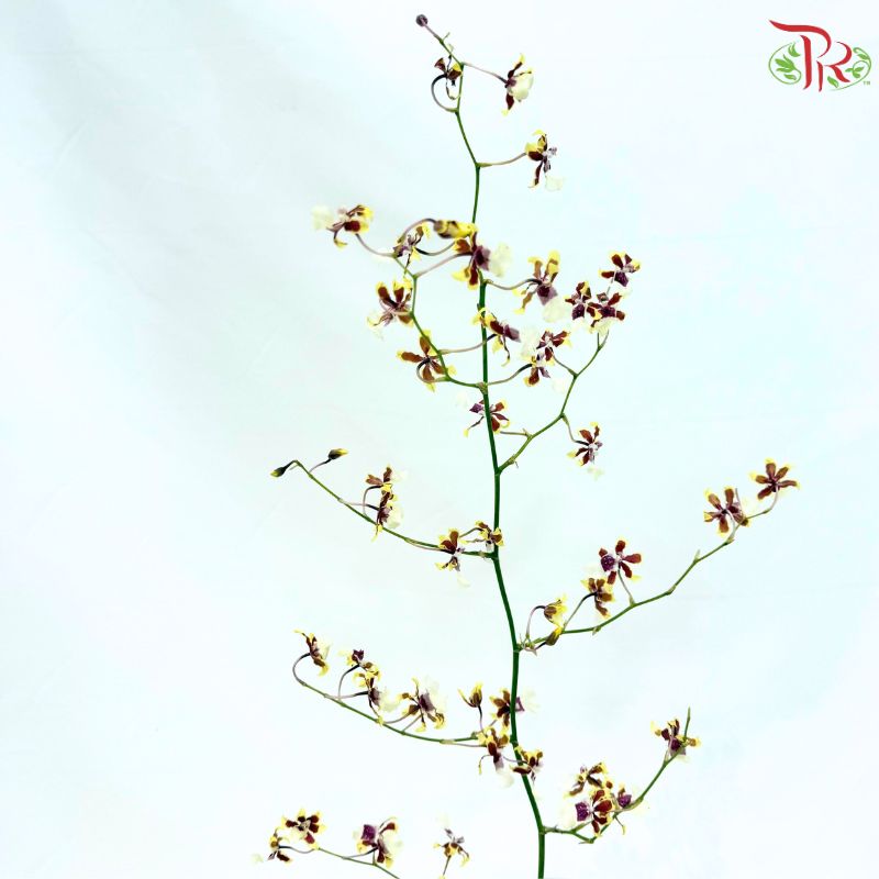 Orchid Oncidium Dancing Lady