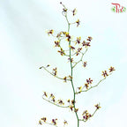 Orchid Oncidium Dancing Lady