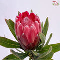 Protea