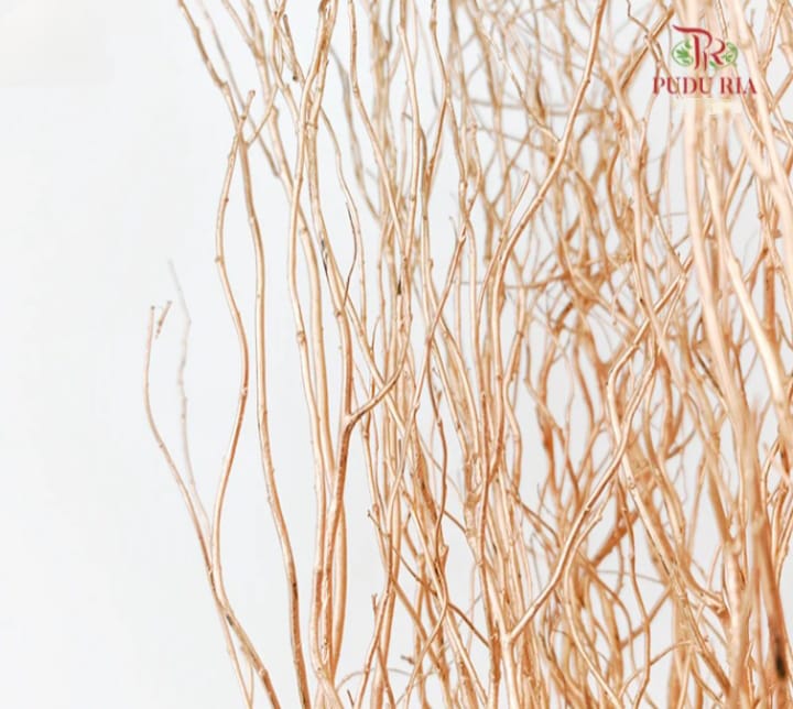 龙柳 Salix TW (3 Stems)