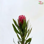 Protea