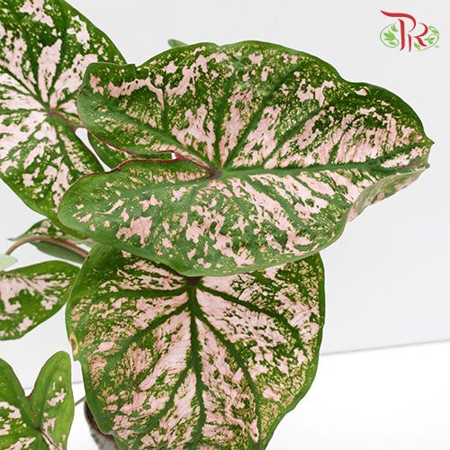 Caladium Pink Splash《五彩芋》 - Pudu Ria Florist