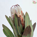 Protea