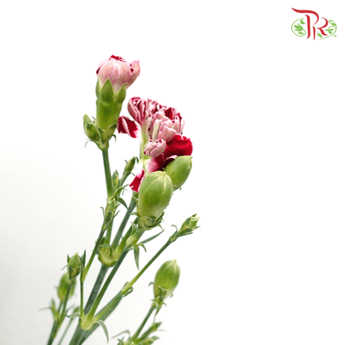 Carnation Spray - Butterfly (19-20 Stems) - Pudu Ria Florist