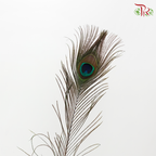 Dry Peacock Feather
