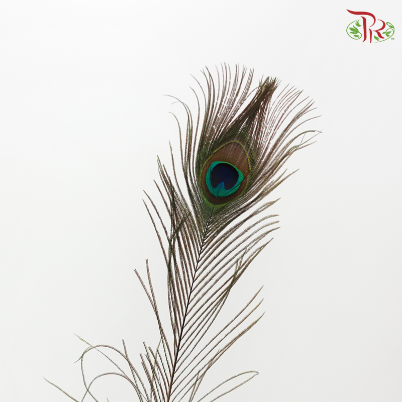 Dry Peacock Feather