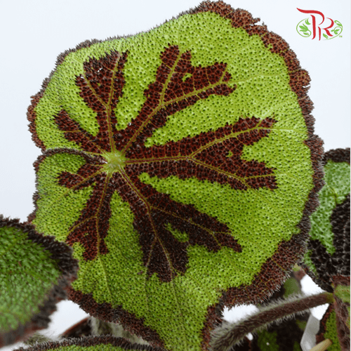 Begonia Masoniana Lonely Rock《彩纹秋海棠》 - Pudu Ria Florist