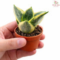 Sansevieria Golden Hanii Mini H08