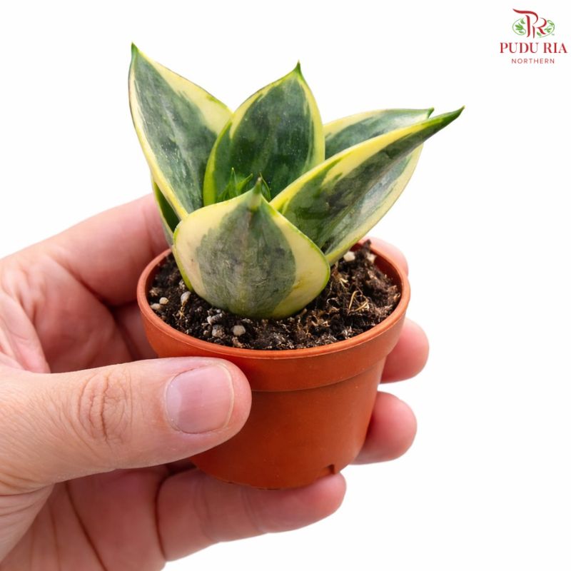 Sansevieria Golden Hanii Mini H08
