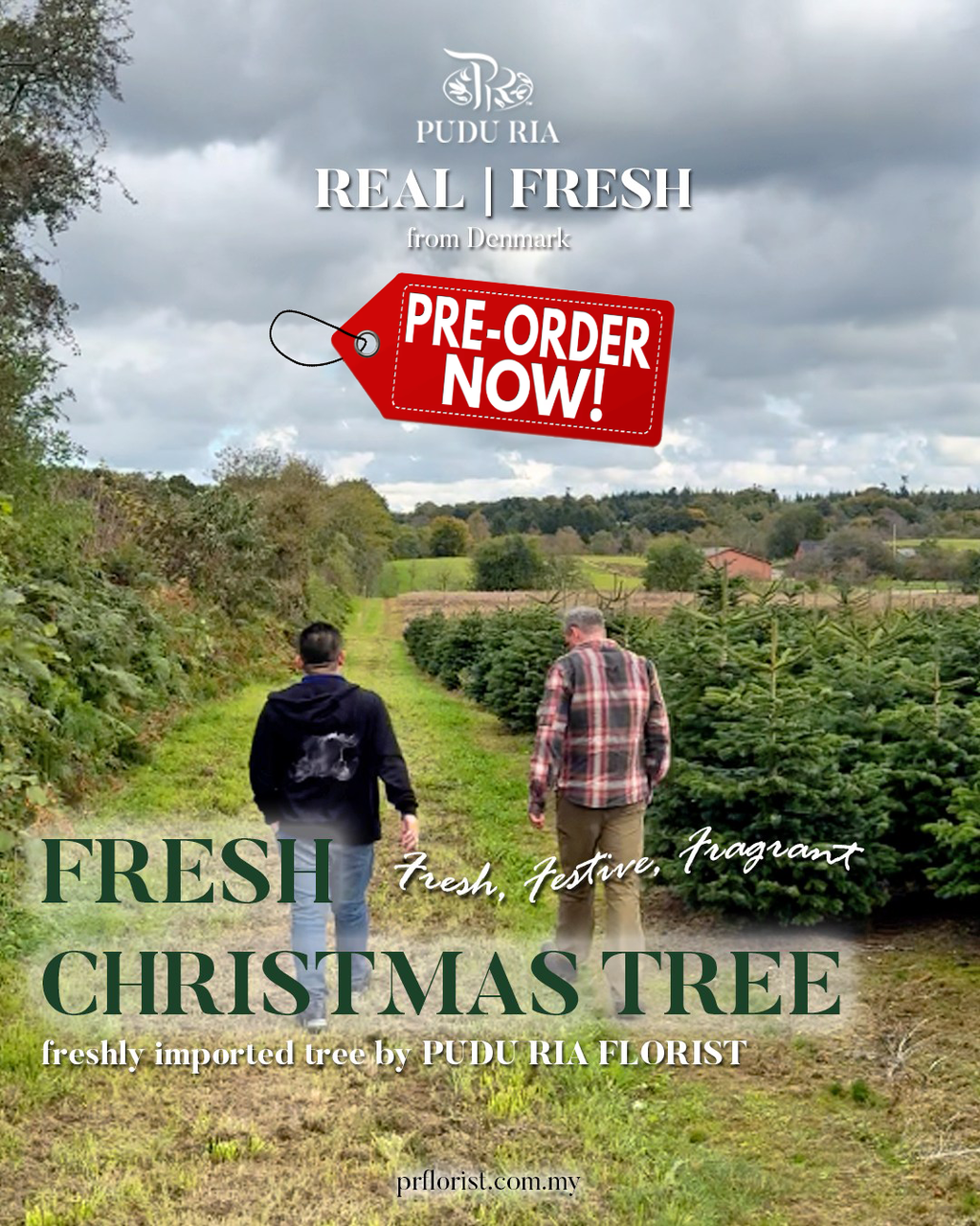 Fresh Christmas Tree