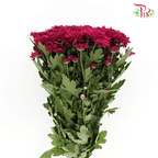 Chrysanthemum Pompom - Maroon (12 Stems) - Pudu Ria Florist