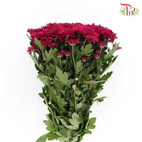 Chrysanthemum Pompom - Maroon (12 Stems) - Pudu Ria Florist
