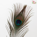Dry Peacock Feather