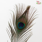 Dry Peacock Feather