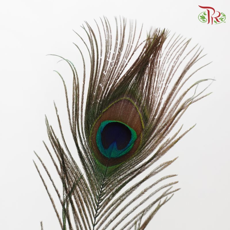 Dry Peacock Feather
