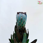 Protea