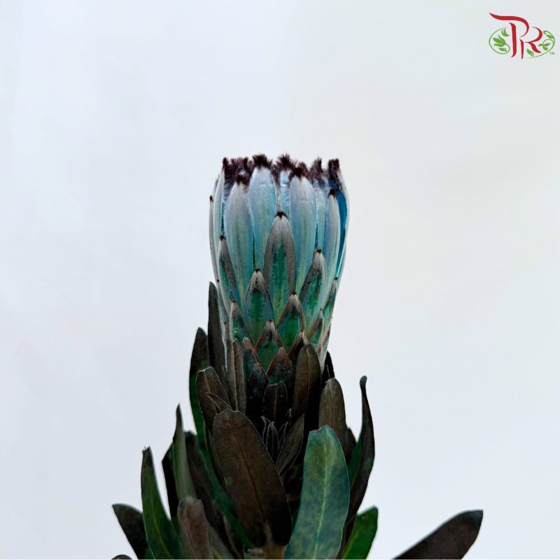 Protea