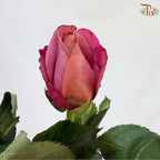Rose 《玫瑰》