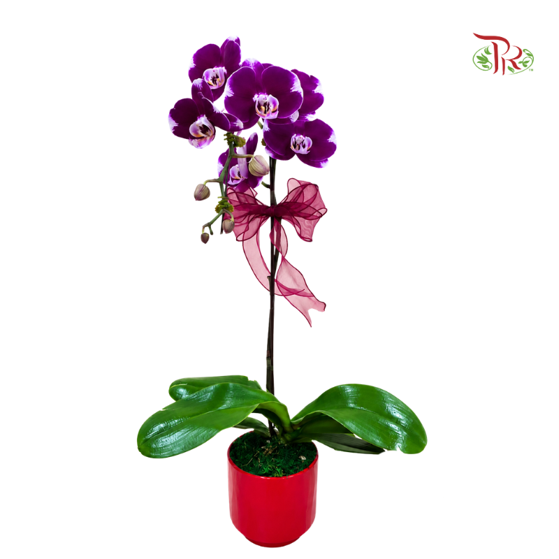 Harmony in Bloom 2026(random color)